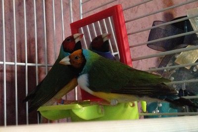 The one with the orange face and white breast is the one who died. =(