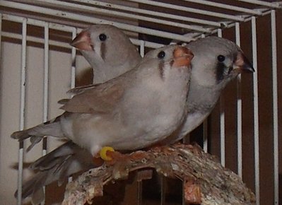 GEDC3645 - Copy - Copy.JPG