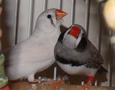 GEDC3645 - Copy.JPG