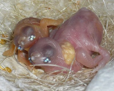 They are 4 or 5 days old...