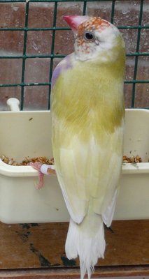 The mother...her molt is not finished on this picture...her mother(the grandmother VDM1a) was quite sea green or opaline(?)