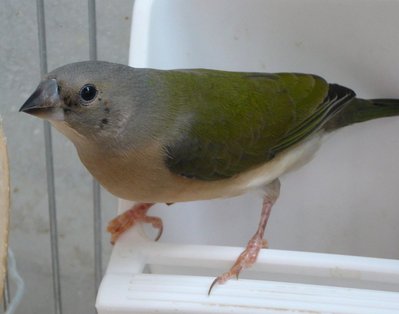 One daughter of Opaline(I think she's a hen...)