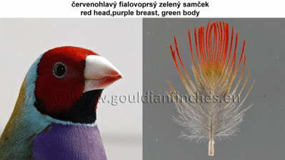 1.gif