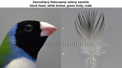 4.gif