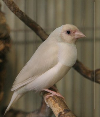 Silver gouldian.jpg