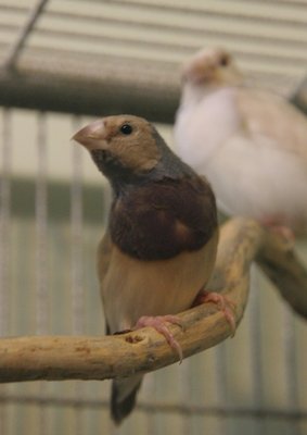 gouldian pastel.jpg