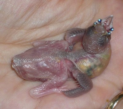 After feeding time...I'm not so bad as new replacement mother!!!