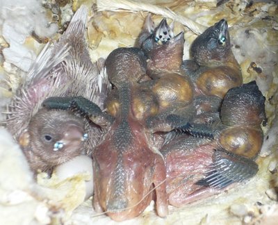 His new family