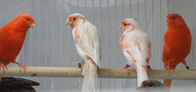 Opal mosaic on left side of red lipochrome mosaic (two red factors on each end of perch)