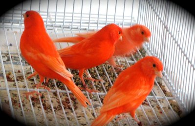my offspring red factors from this year.