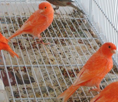 Frost red factors (offspring from this year)