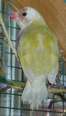 His mother...who is the daughter of my first sea green VMD1a...