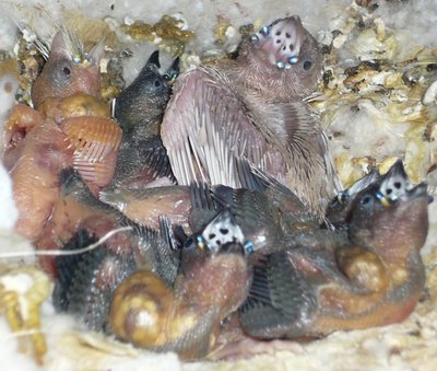 &quot;Lavander&quot; with his new &quot;adoption brothers and sisters&quot;...(12th august 2012)
