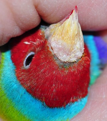 Here is the first bird. ( Over a year of infected?? I dont know ).