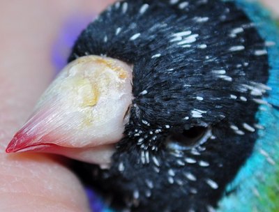 Here it has spread all over the beak, ( about 6-7 months )