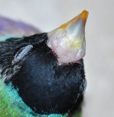 Here you can se the healty bit of the beak and the affected area, ( about 2 months )