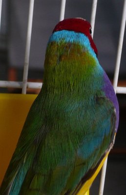 Opaline prémue 07 2012.jpg