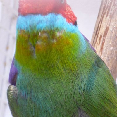 Opaline prémue back.jpg