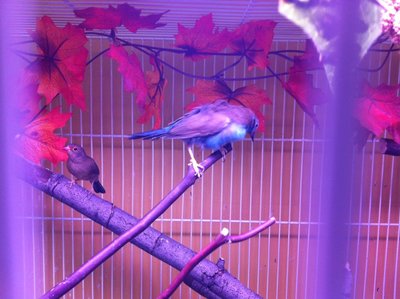 his feathers are sticking up all over the place
