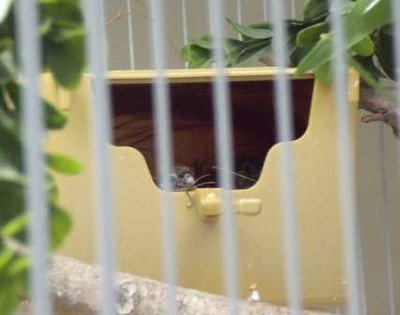7-16 baby owl peeking out.jpg