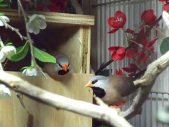 shaftail in their box.jpg