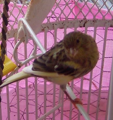 Green/Yellow Male youngster