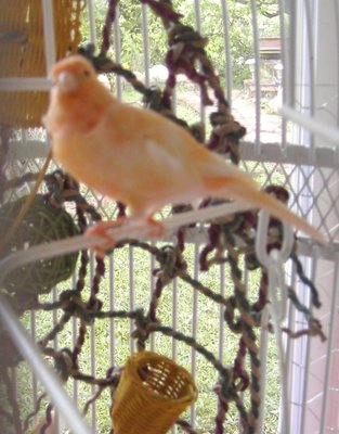 New Male Orange Creamsicle....sings like Pavarotti!