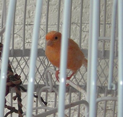 Orange Creamsicle, new male