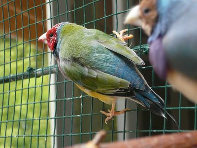 Pink and blue rump...