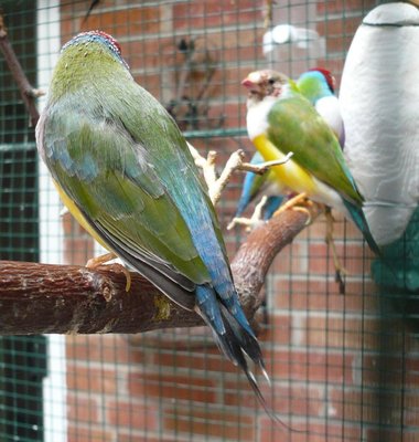 Opaline fin de mue 08092012.jpg