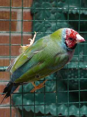 Opaline end molting 08092012.jpg