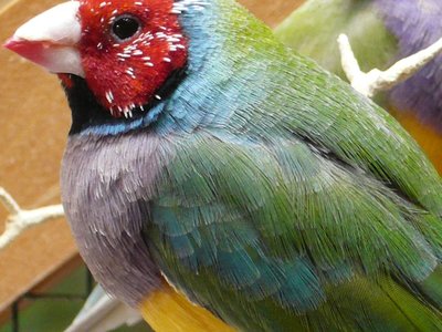 Tertiary are also blue and slightly violet...