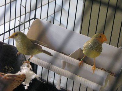 I rescued Sweetpea due to her injured wing and she was a great Mommy!