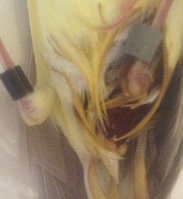 Vent Area, Dried Blood or Bloody Egg