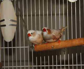 Have had this pair about a month, told they were orange breasted.