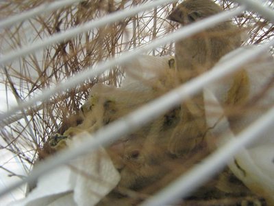 Sweetpeas last clutch 2012