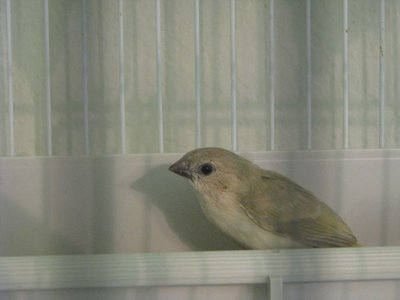 Sweetpea & Olivers Last Fledge 2012.jpg