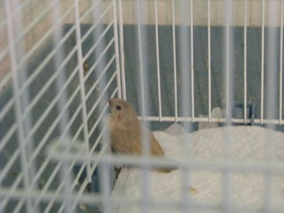 Sweetpea & Olivers Second to Last Fledge 2012.jpg