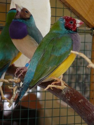 Lavander and Opaline