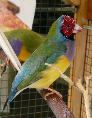 Singing again!