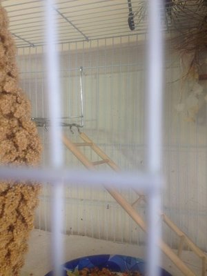 another angle with paper plate food dish at bottom.jpg
