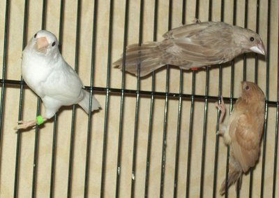 The family, mom is grey. Dad is white!