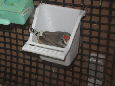 new nest.jpg