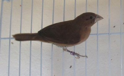 Spice Juvie 2012.jpg