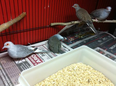 here he is on the floor with his cage mates nearby. they were all nervous because of my iphone being in the cage taking the photos