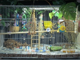 Zip Zap Flight Cage (256x192).jpg
