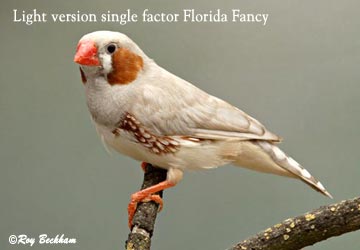 Light Version single factor Florida Fancy.jpg
