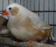 Fawn Cheeked Female.jpg