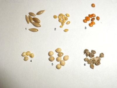Seeds1.jpg