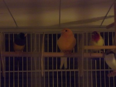 birds 003.JPG
